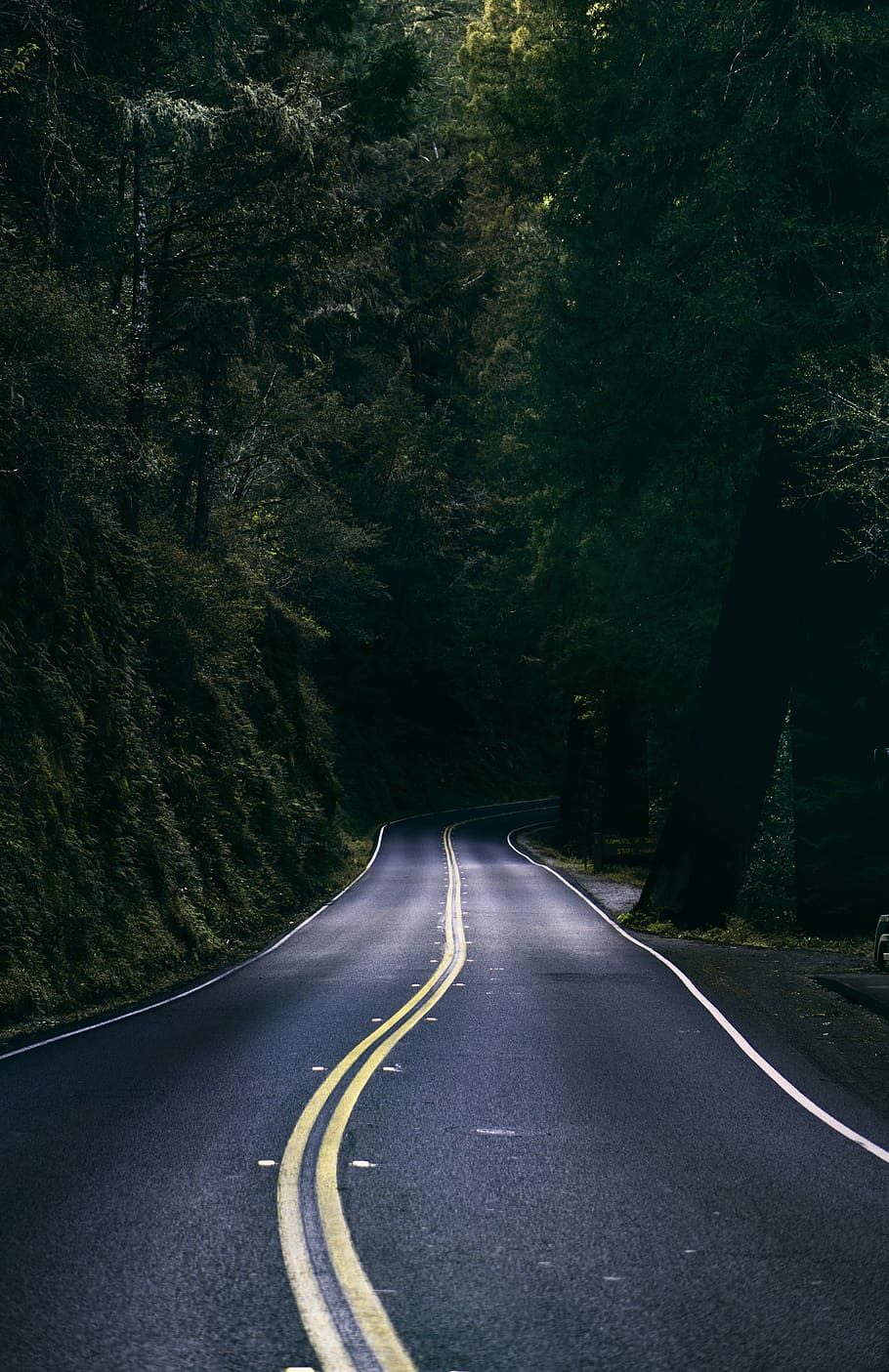 blacktop road surrounded by green leafed trees, concrete road surrounded by trees HD wallpaper