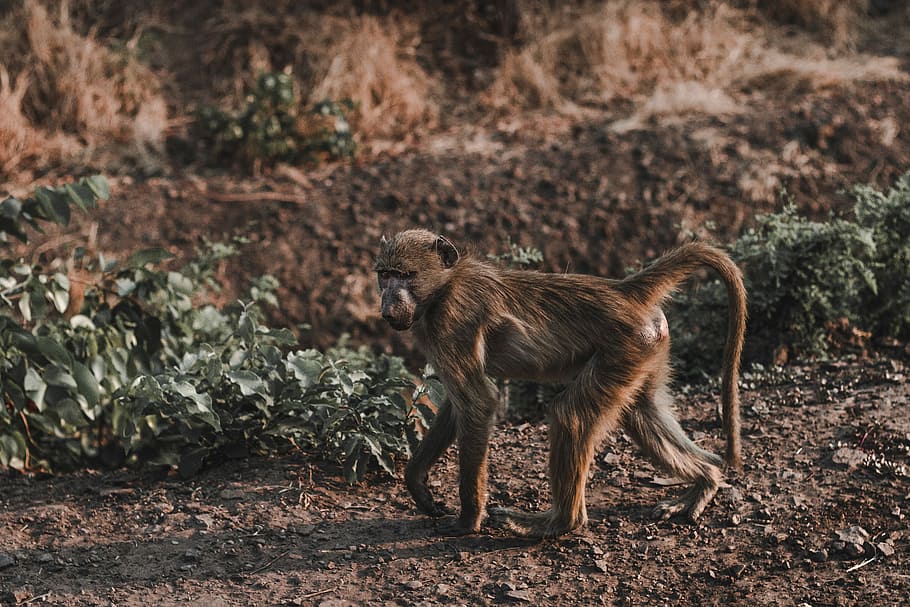 brown chimpanzee walking on ground beside grass, walking brown monkey on ground HD wallpaper