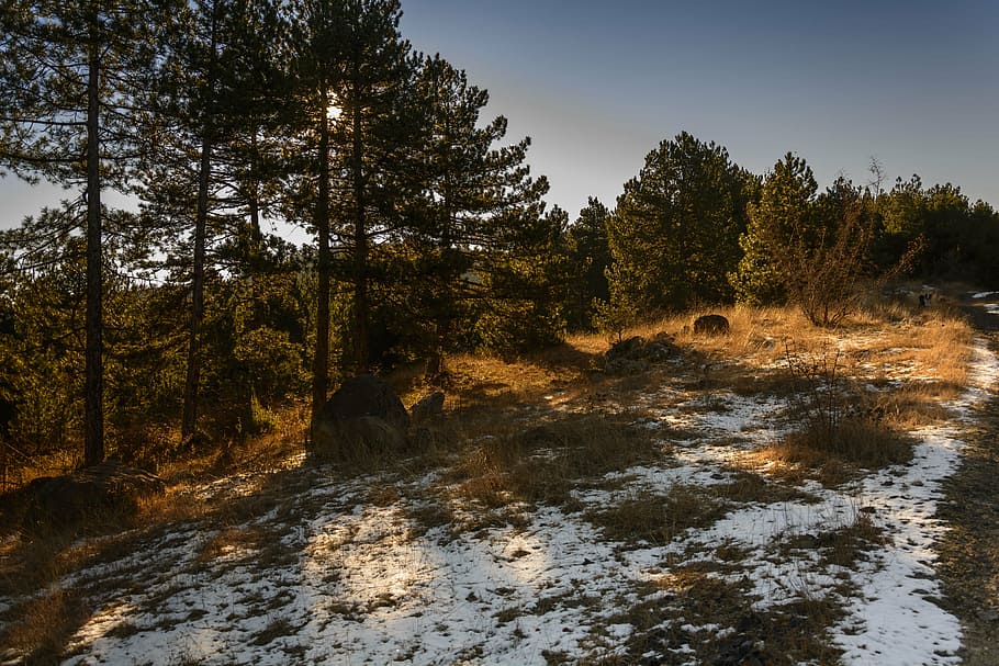outdoor, snow, tree, winter, nature, cold, forest, light, pine tree HD wallpaper