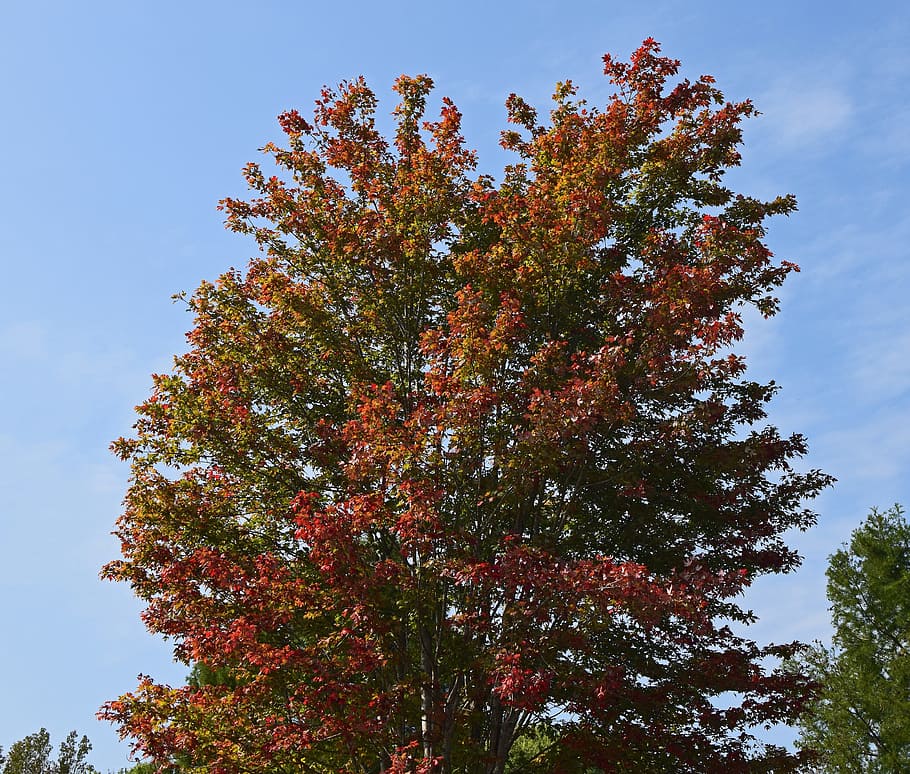 maple tree turning, autumn, fall, red, orange, colorful, nature HD wallpaper