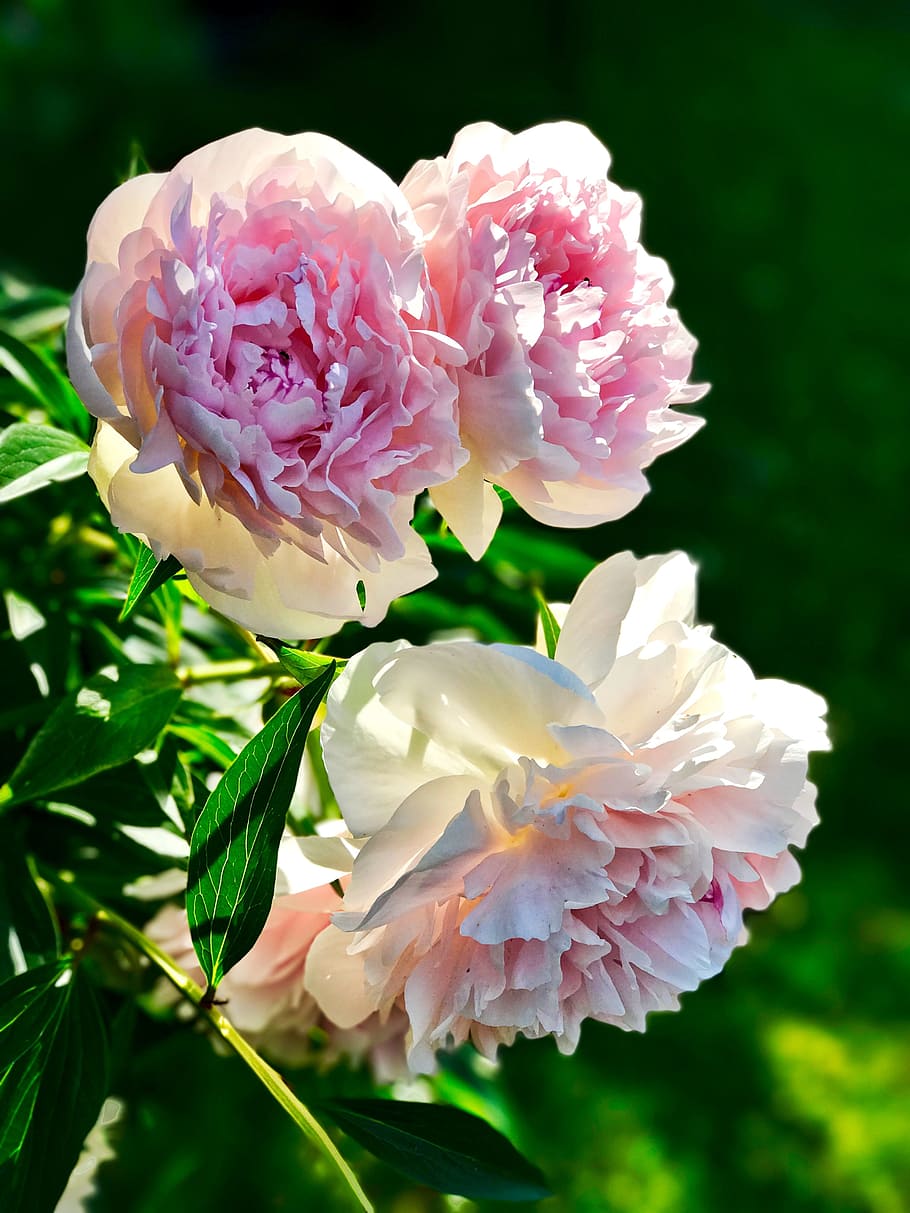 pink carnation flowers, Pentecost, Peony, Blossom, Bloom, garden HD wallpaper