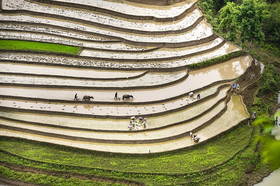 people working on rice terraces aerial photography at daytime, HD wallpaper