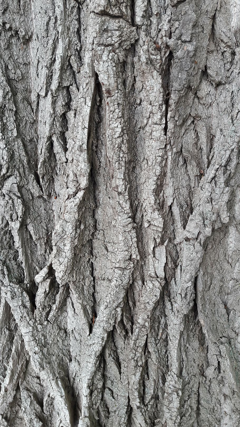 bark, tree, log, structure, nature, forest, pattern, background HD wallpaper