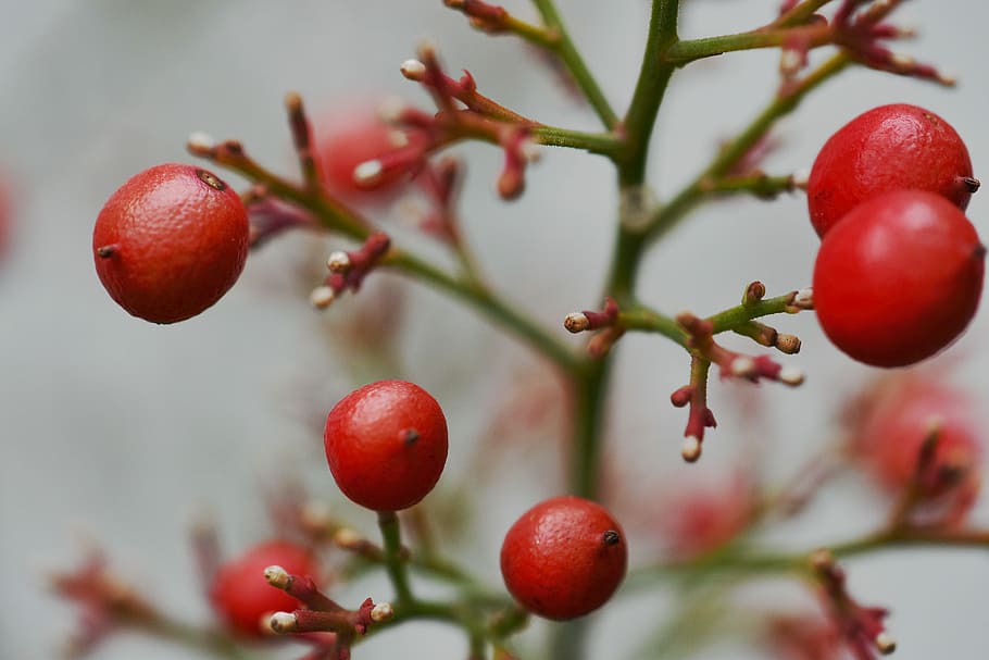flora, botany, plant, fruit, berry, nandina, sacred bamboo HD wallpaper