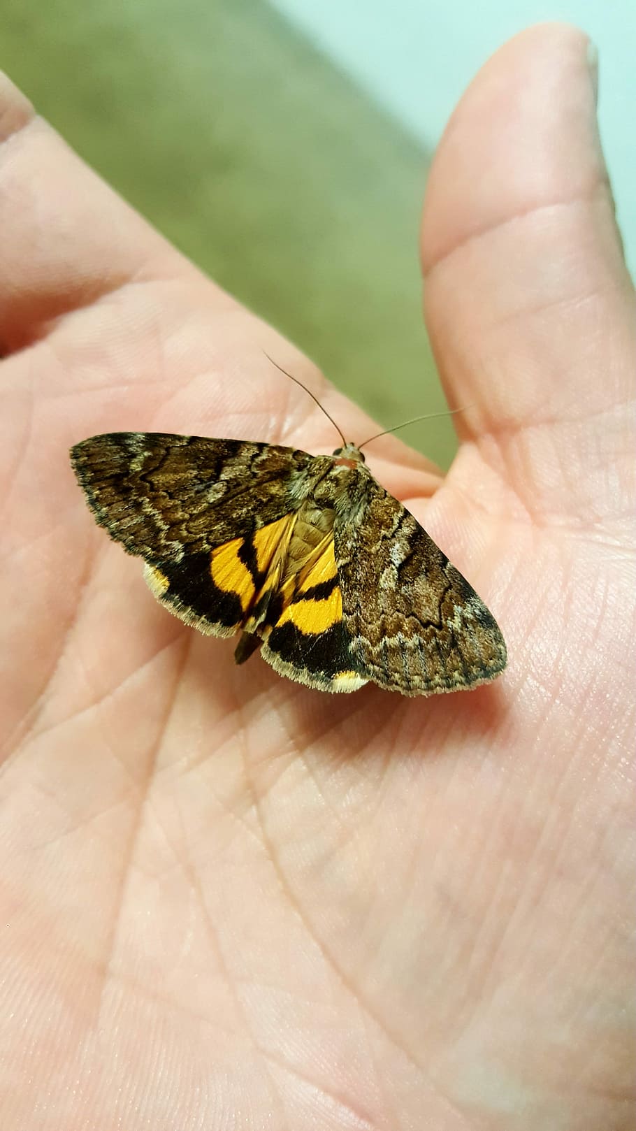 Delilah, Underwing, Underwing, Moth, Hand, owlet, black, yellow HD wallpaper