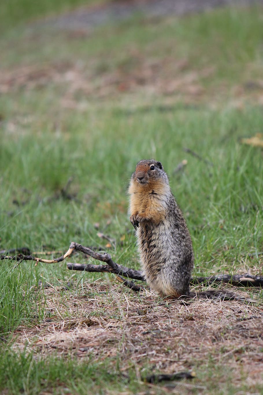 animal, squirrel, rodent, canada, animal wildlife, animals in the wild HD wallpaper