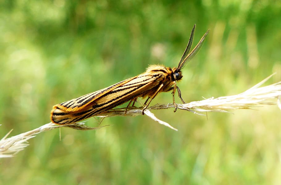 nature, insect, animals, lawn, mols, pstrokówka cartoon, closeup HD wallpaper