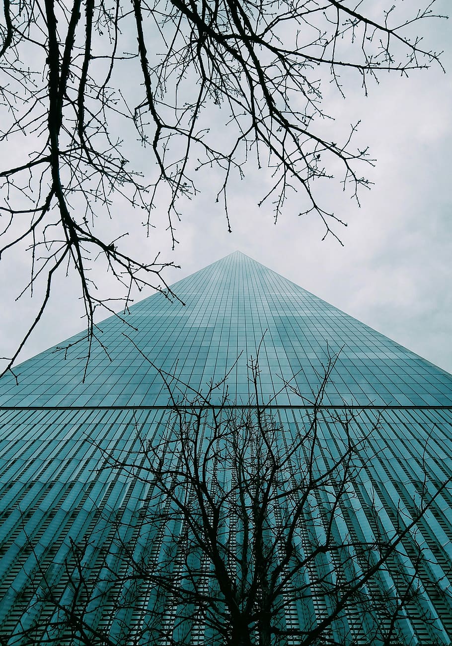 Low building. Фотосессия у зеркального здания. Обои на рабочий стол дерево в стекле. Glass view building. Mirror structure.