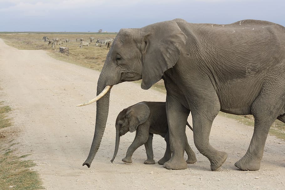 adult elephant and baby elephant crossing road during daytime