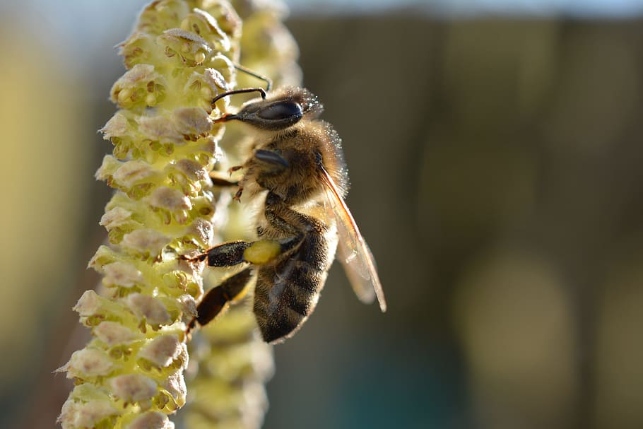 bee, yellow, close, macro, apiformes, anthophila, animal themes HD wallpaper