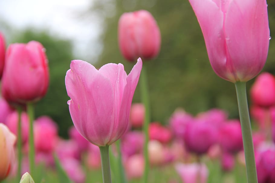 Flowers, Tulips, Spring, nature, plant, springtime, pink Color HD wallpaper