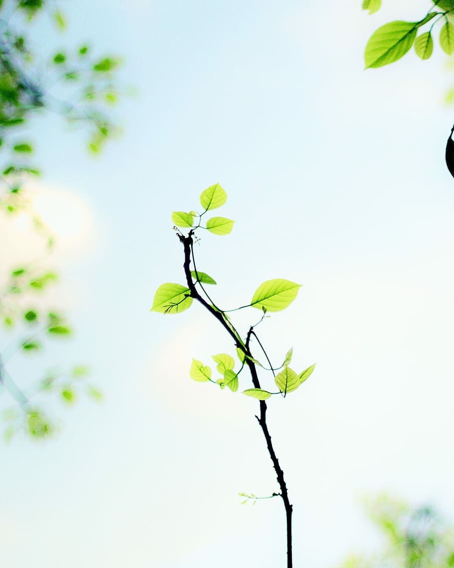 selective focus photography of vine plant, selective focus of green leaves at daytime HD wallpaper