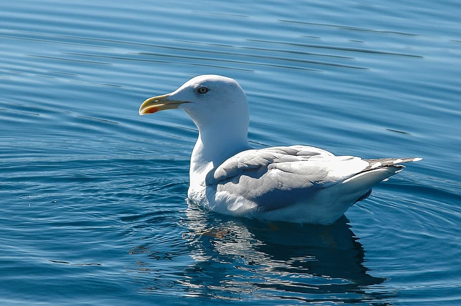Gull, Bird, Seagull, Swim, nature, animal, water, wildlife HD wallpaper