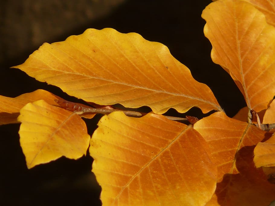 beech, fagus sylvatica, deciduous tree, golden autumn, golden october HD wallpaper
