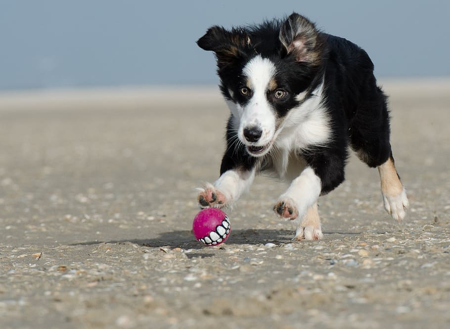 black and white border collie puppy playing pink ball at daytime, HD wallpaper