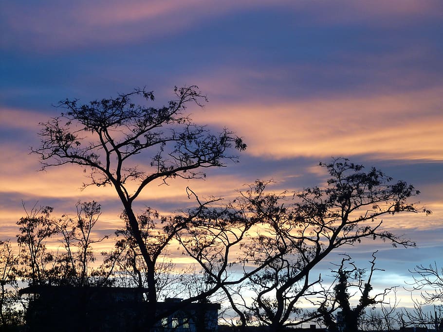 Sunset, Clouds, Tree, sky, afterglow, abendstimmung, romance HD wallpaper