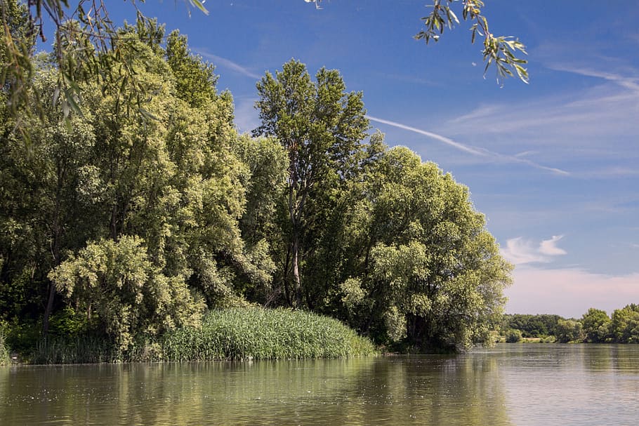 danube, slovakia, nature, river, bratislava, trees, plant, water, HD wallpaper