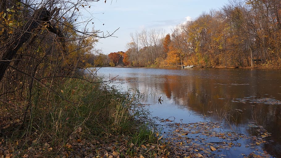 fall, three rivers park, maple grove, water, tree, plant, tranquility HD wallpaper