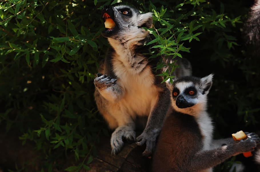 Lemur, Zoo, Clear, sitting, zoological garden, animal, lemurs HD wallpaper