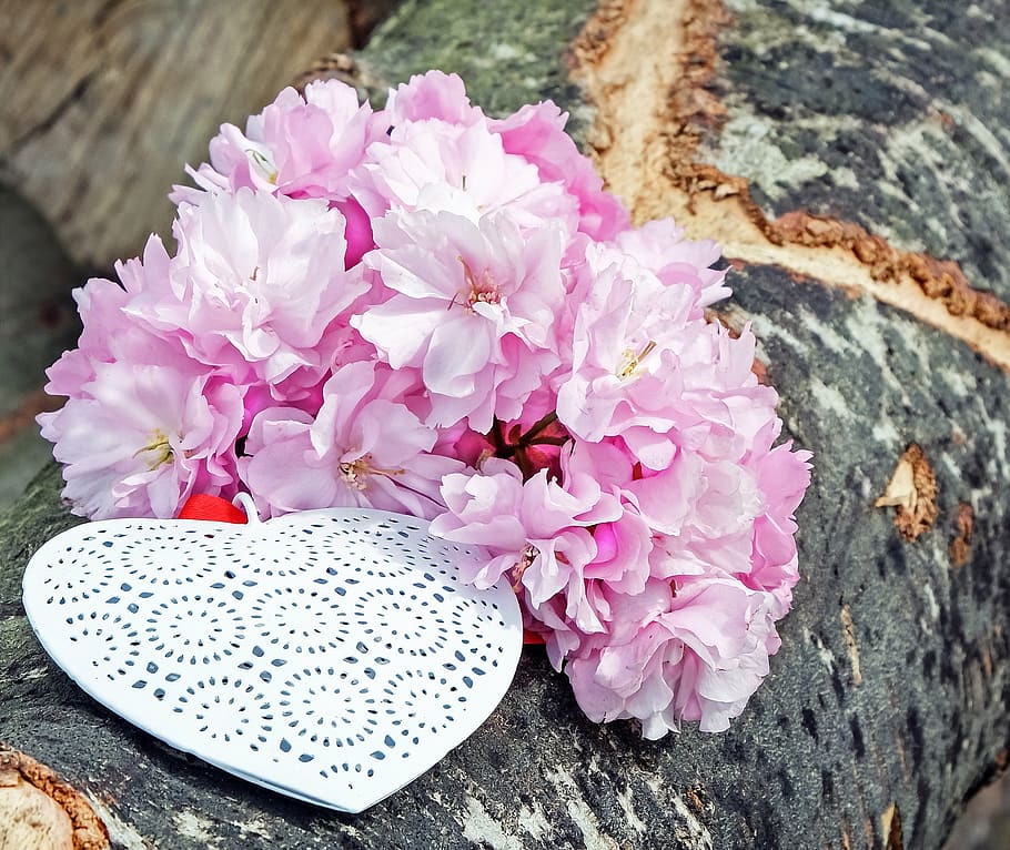 pink petaled flowers decor, heart, white, love, affection, romance HD wallpaper