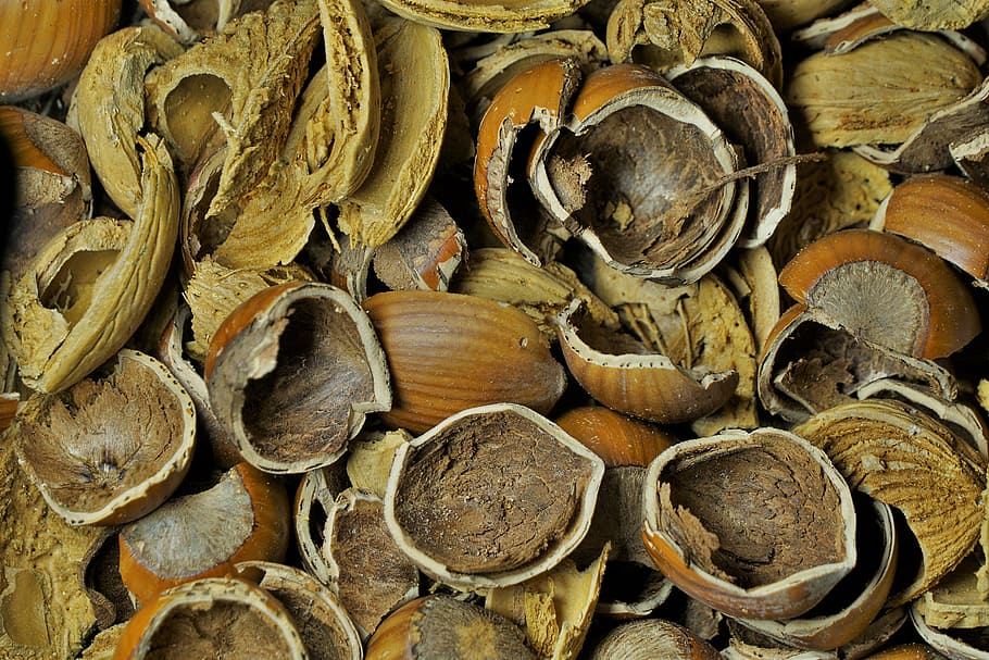 nutshells, hazelnut, almond, eat, brown, food, tasty, healthy HD wallpaper