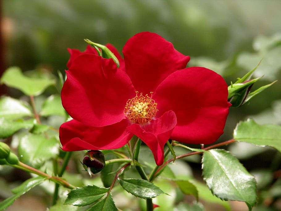 rose, apache rose, flower, red, blossom, plant, garden, nature HD wallpaper