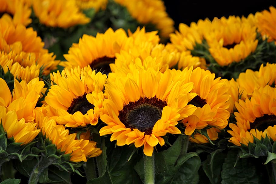 Yellow Sunflowers, bloom, blur, close-up, floras, leaves, nature HD wallpaper