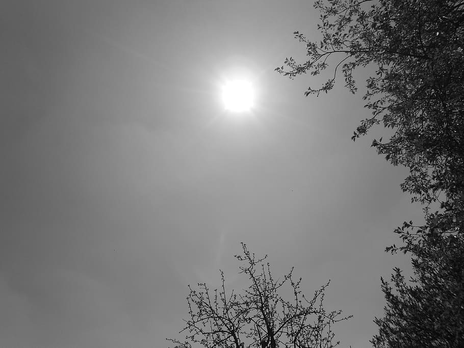 sun, black and white recording, rays, sky, tree, low angle view HD wallpaper