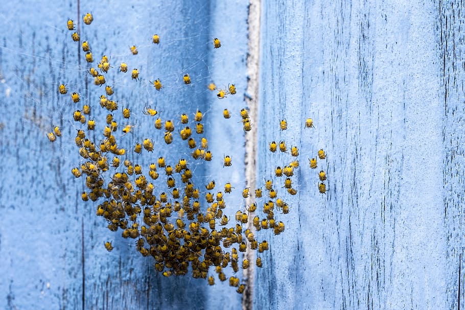 spin, army, macro, insect, nature, close, spider, nest, baby spiders HD wallpaper