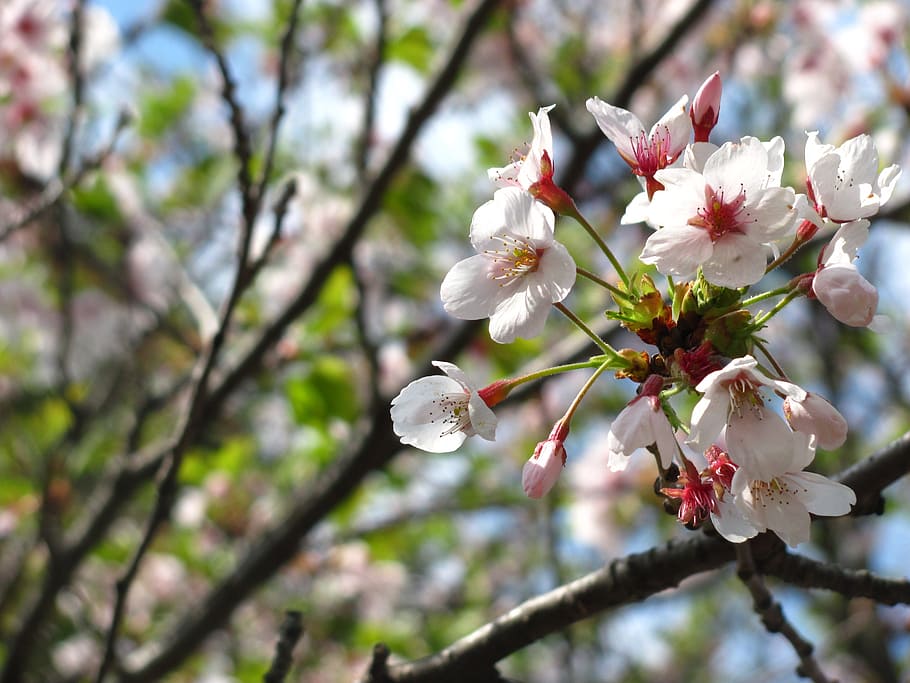 HD wallpaper: cherry blossom, cherry tree, bloom, white, sakura, flower ...