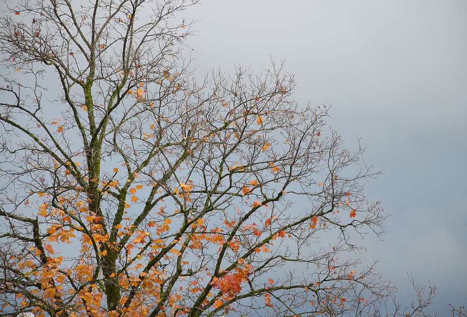 autumn, tree, sky, branch, plant, beauty in nature, no people HD wallpaper