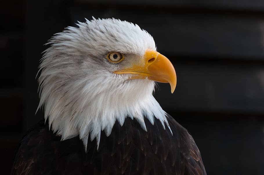 Close Photography of Bald Eagle, animal, beak, bird, bird of prey HD wallpaper