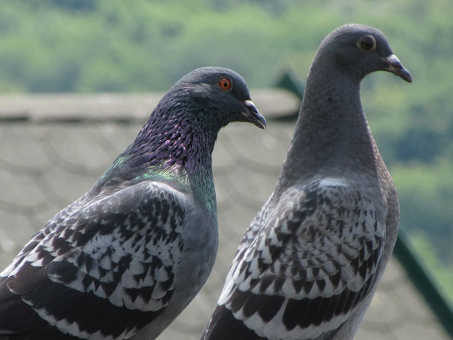 pigeons, grey, bird, animal themes, animal wildlife, vertebrate HD wallpaper