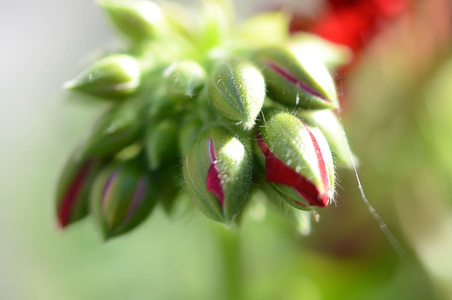 Flower, Nature, Spring, Natural, Summer, plant, floral, green HD wallpaper