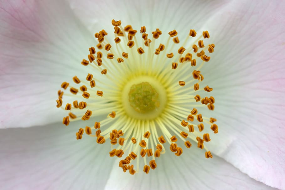 closeup photo of white petaled flowers, interior, pollen, flower head HD wallpaper