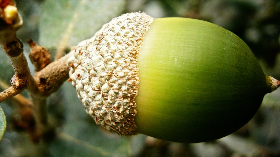 Fruit, Acorn, Encina, Tree, vegetable nature, food and drink HD wallpaper