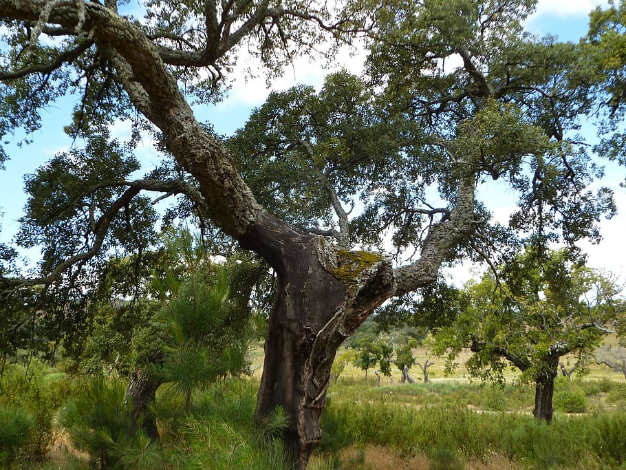 oak, tree, old, castile, plant, growth, tree trunk, tranquility HD wallpaper