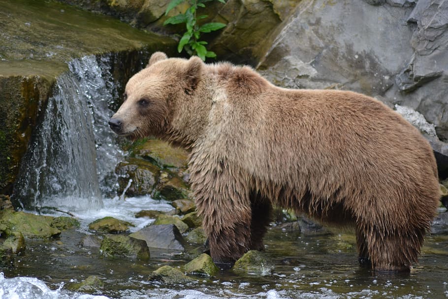 bear, brown bear, fur, forest, zoo, predator, animal wildlife HD wallpaper