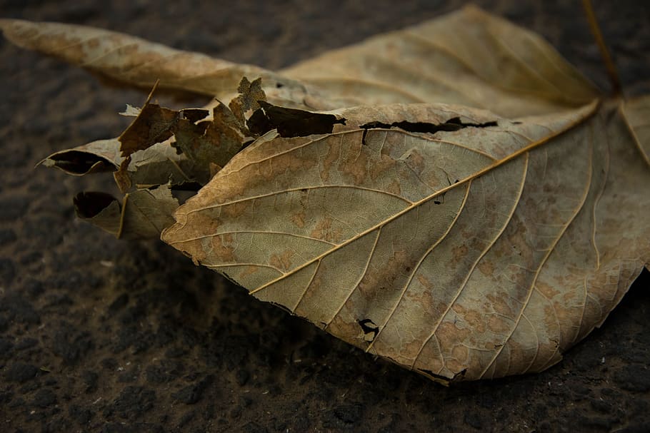 leaf, brushwood, withered, plant part, dry, leaf vein, close-up HD wallpaper