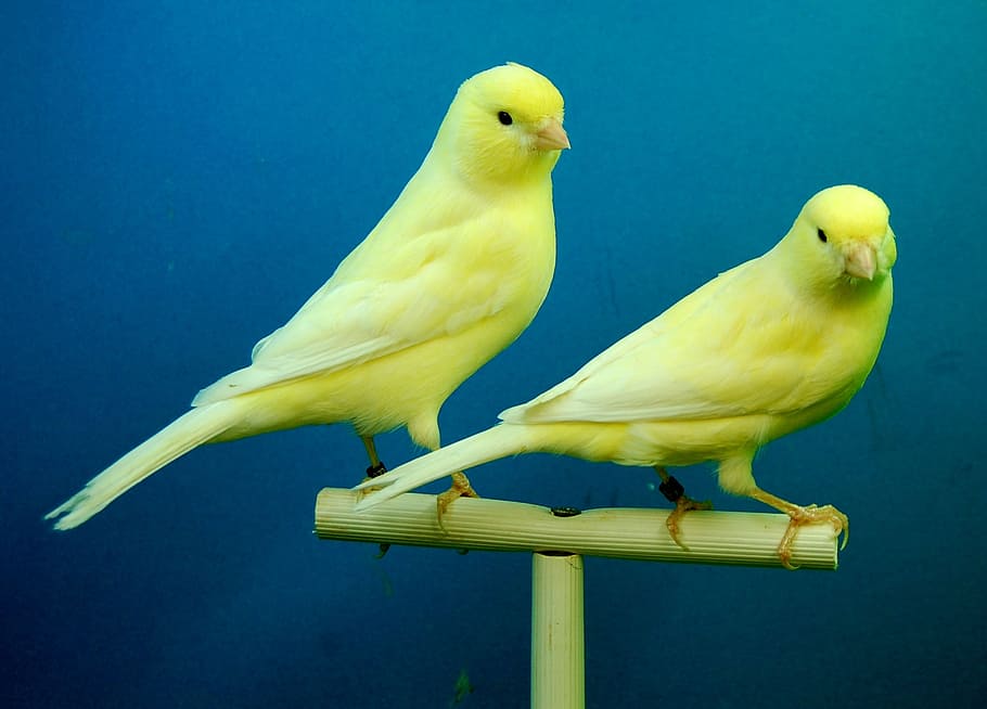 canaries, yellow, aviary, bird, animal themes, perching, group of animals HD wallpaper