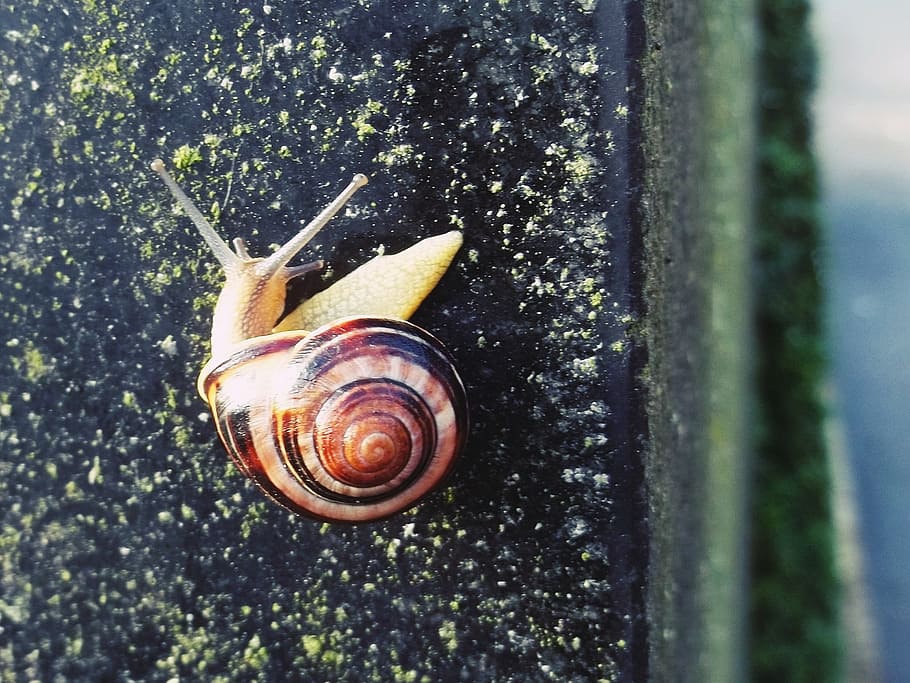 snail, shell, hide away, close, nature, snail shell, mollusk HD wallpaper