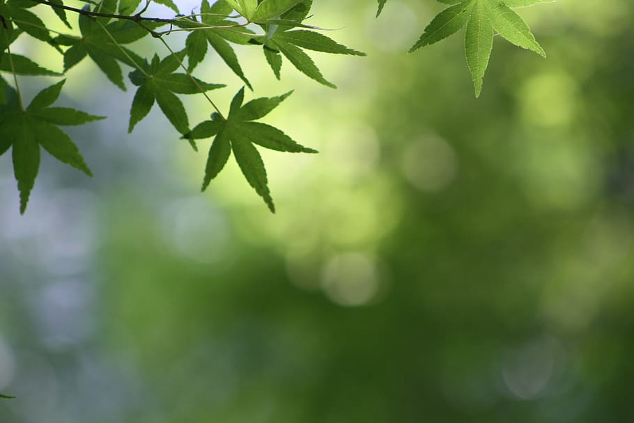 green, background, leaves, plant part, leaf, growth, green color HD wallpaper