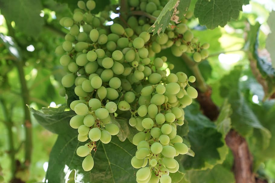grape, tree, spring, aroma, perfume, active substance, cosmetics HD wallpaper