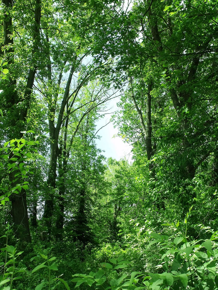 trees, green, summer, organic, agriculture, outdoors, environment HD wallpaper