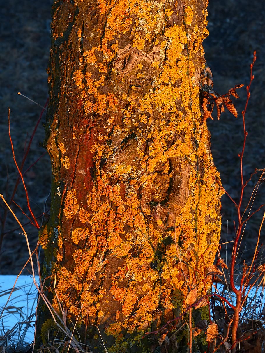Tree, Log, Weave, Overgrown, ordinary gelbflechte, yellow lichen HD wallpaper