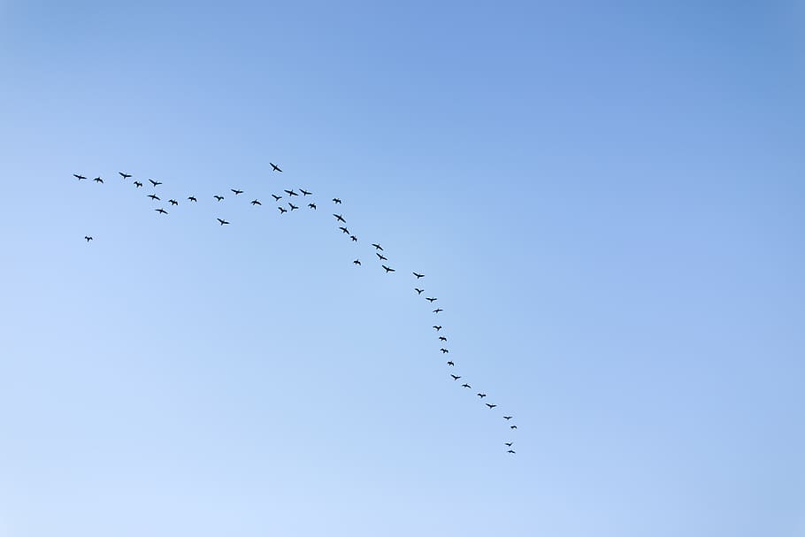 sky, migratory birds, new, blue, flying, animals in the wild HD wallpaper
