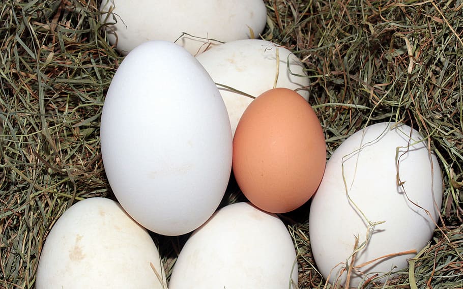 brown egg surrounded by white eggs, geese eggs, hen's egg, comparison HD wallpaper