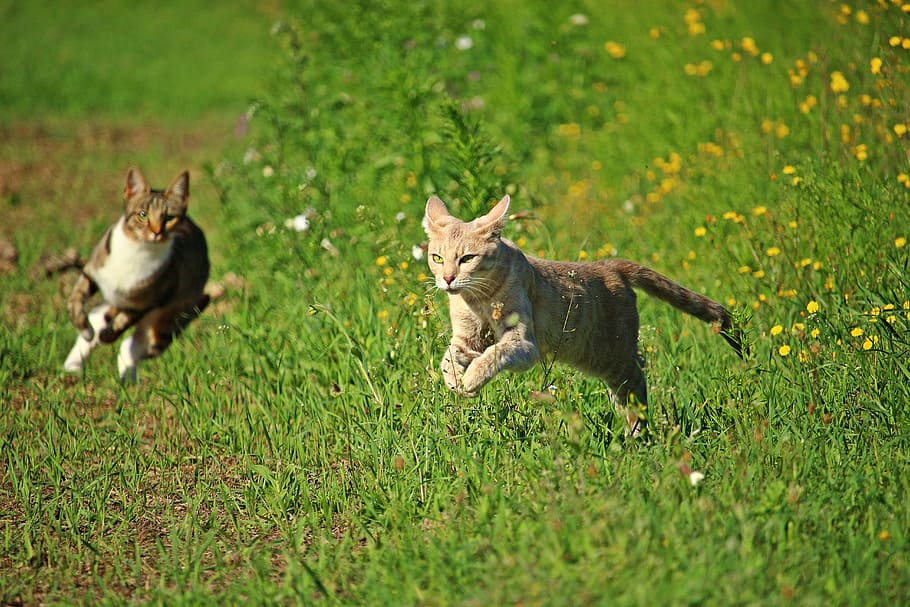 two brown cats running on grass field during daytime, kitten HD wallpaper