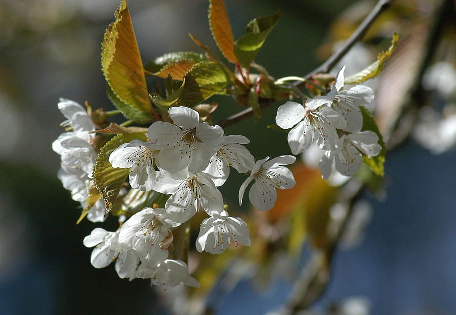 Blossom, Tree, Holiday, Spring, Flower, green, nature, fresh HD wallpaper