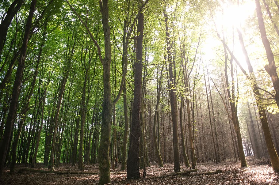 Forest, Sun, Sun, Green, Green, Spring, Summer, fresh, atmosphere HD wallpaper